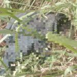Oplus_16908288