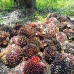 Hasil Produksi PT Mitco Jatu Menurun Akibat Banyaknya Oknum Dari Luar Daerah Mengklem IMG-20251014-WA0133