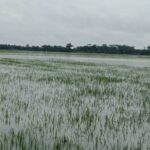 Lahan Persawahan Terkena Banjir Akibat Meluwapnya Air Aluran Dari Sungai